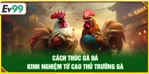 Cách thúc gà đá – Kinh nghiệm từ cao thủ trường gà
