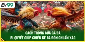 Cách trồng cựa gà đá – Bí quyết giúp chiến kê ra đòn chuẩn xác