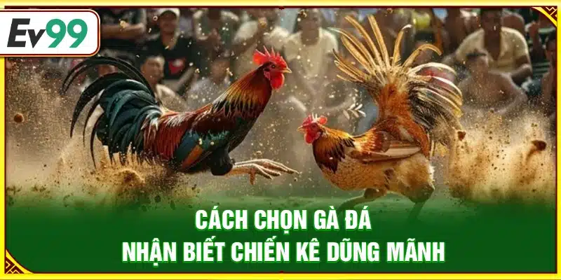 Cách chọn gà đá – Nhận biết chiến kê dũng mãnh