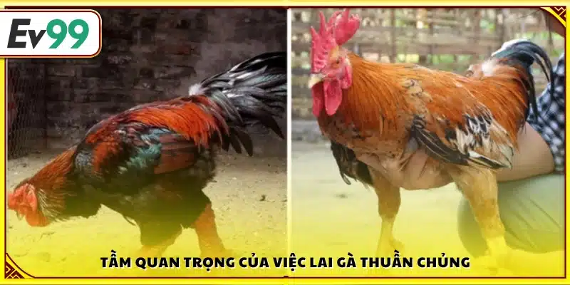 Vai trò của việc lai gà thuần chủng