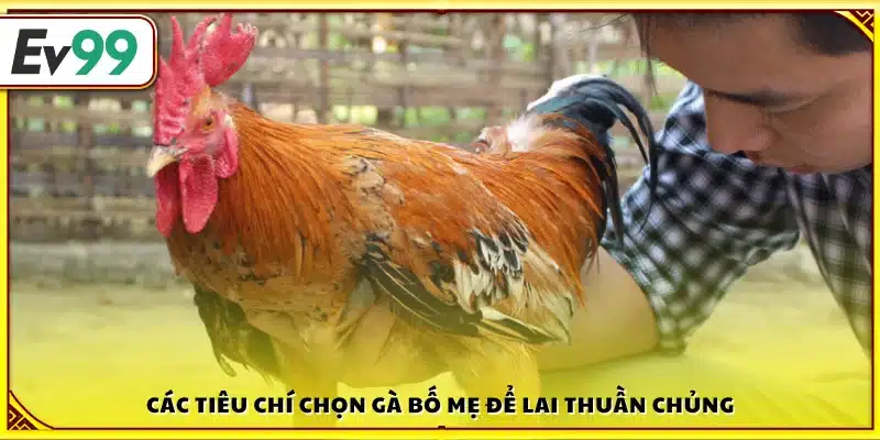 Những điểm cần xem xét khi chọn gà