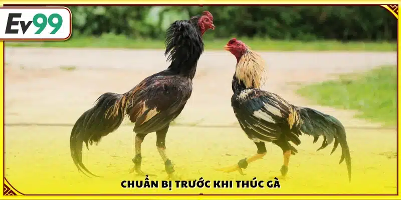 Các bước cần làm trước khi tiến hành thúc gà