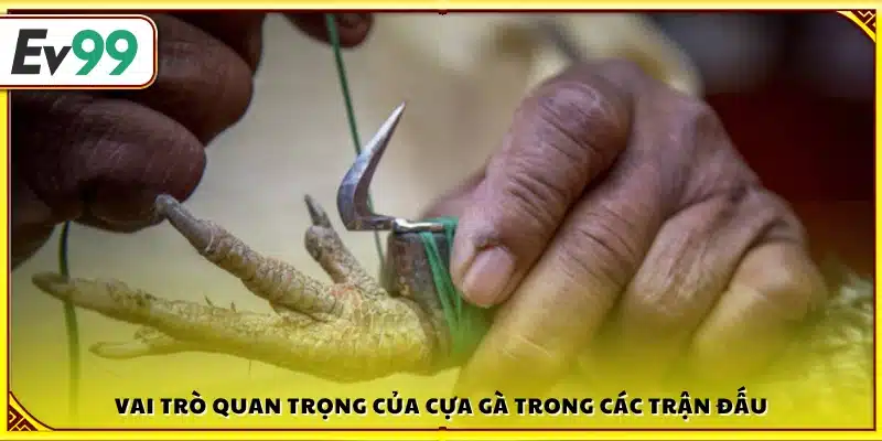 Ý nghĩa quyết định của cựa gà trong giao đấu