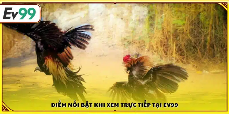 Những ưu thế vượt trội khi theo dõi đá gà trực tiếp trên Ev99